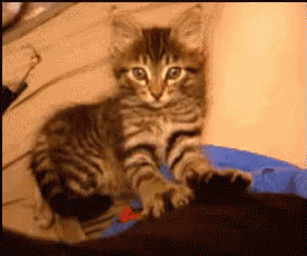 A Striped Kitten Laying On A Blue Blanket GIF