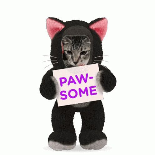 A Stuffed Animal In A Cat Costume Holds A Sign That Says Paw-Some GIF
