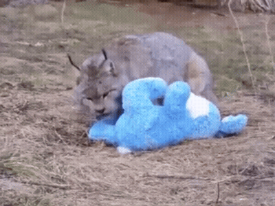 A Stuffed Animal Is Laying On The Ground With A Rabbit GIF