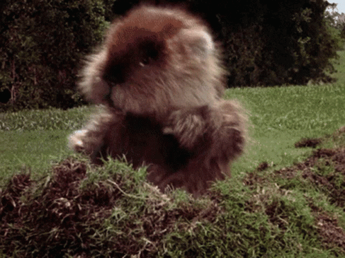 A Stuffed Animal Is Standing In A Pile Of Grass And Dirt GIF