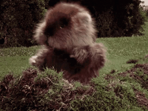 A Stuffed Animal Is Standing On A Pile Of Grass And Dirt GIF
