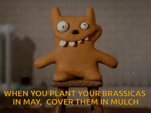 A Stuffed Animal Sitting On A Wooden Stool With The Words When You Plant Your Brassicas In May Cover Them In Mulch Below GIF