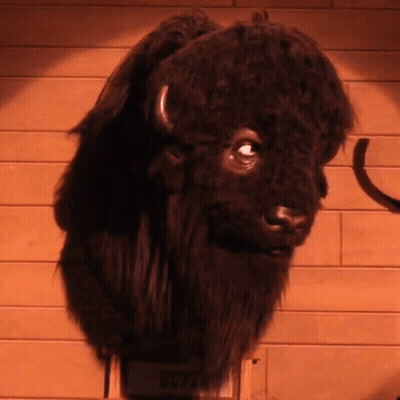 A Stuffed Bison Head Is Hanging On A Wall GIF