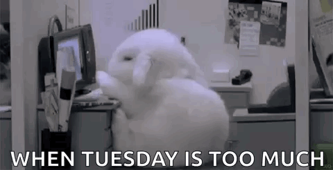A Stuffed Bunny Is Sitting In Front Of A Computer In An Office . GIF