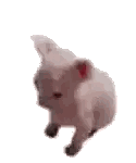 A Stuffed Bunny Is Standing On Its Hind Legs With Its Arms Outstretched . Sticker