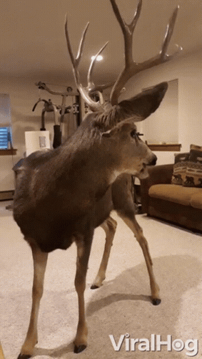 A Stuffed Deer Is Standing In A Living Room With The Words Viralhog Written On The Bottom GIF