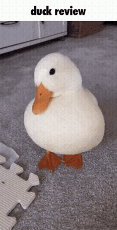 A Stuffed Duck Standing On A Carpet With The Words Duck Review Below It GIF