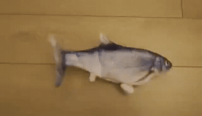 A Stuffed Fish Is Sitting On A Wooden Floor . GIF