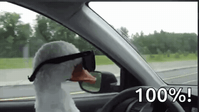 A Stuffed Goose Wearing Sunglasses Is Driving A Car On A Highway . GIF