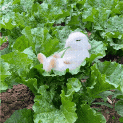 A Stuffed Rabbit Is Laying On A Lettuce Leaf GIF