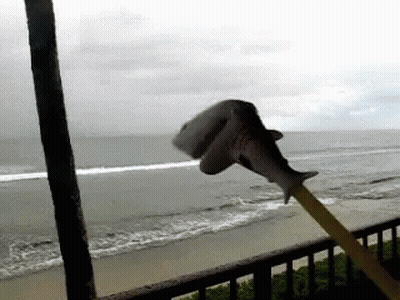A Stuffed Shark Is Being Held In Front Of A Beach GIF
