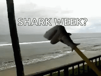 A Stuffed Shark Is Flying In The Air With The Words `` Shark Week '' Written On It . GIF
