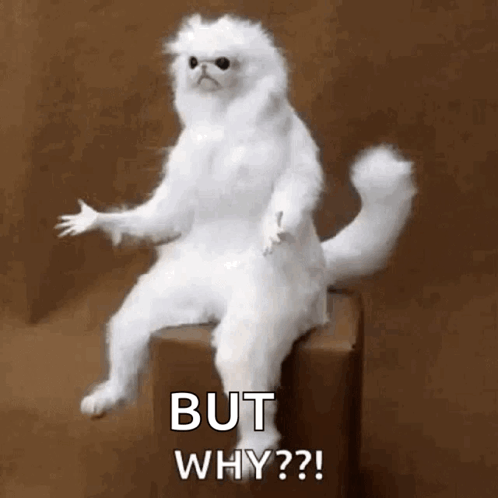 A Stuffed White Cat Is Sitting On A Box And Says `` But Why '' . GIF