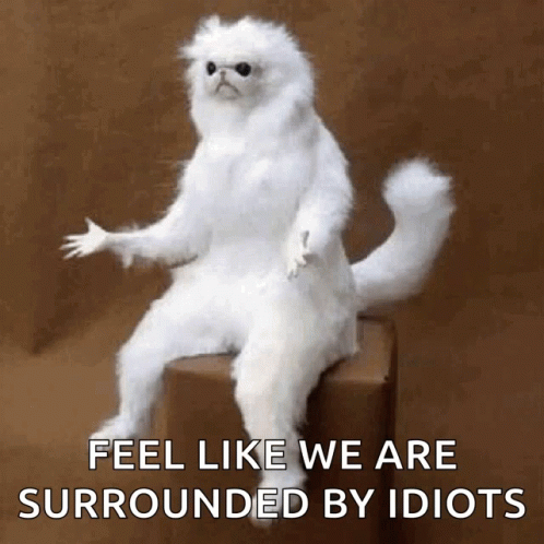 A Stuffed White Cat Is Sitting On A Box With The Words Feel Like We Are Surrounded By Idiots GIF