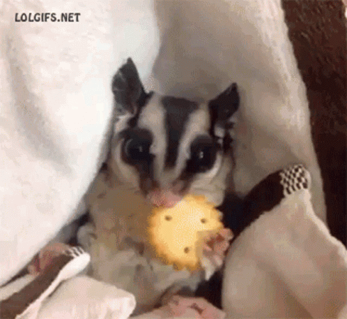 A Sugar Glider Eating A Cookie Under A Blanket With Lolgifs.net Written On The Bottom GIF
