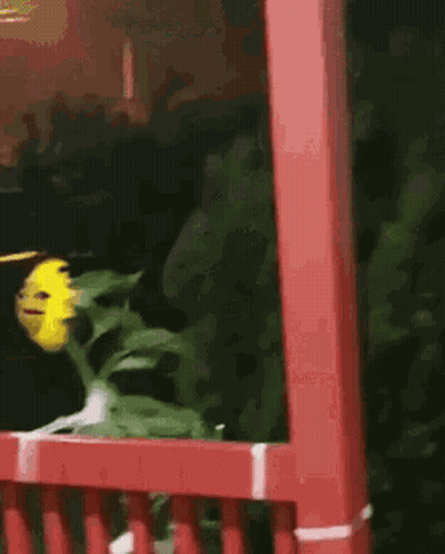 A Sunflower With A Face On It Is Sitting On A Red Porch . GIF