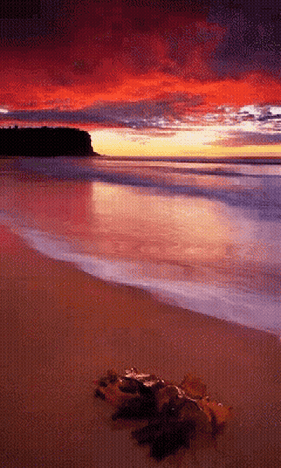 A Sunset Over A Beach With A Few Leaves On The Sand GIF