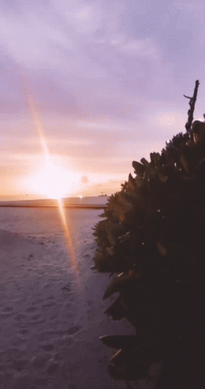A Sunset Over A Body Of Water With A Bunch Of Plants In The Foreground GIF
