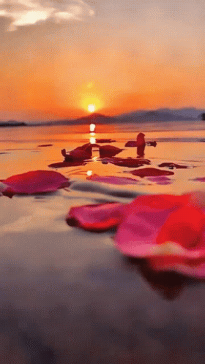 A Sunset Over A Body Of Water With Petals In The Water GIF