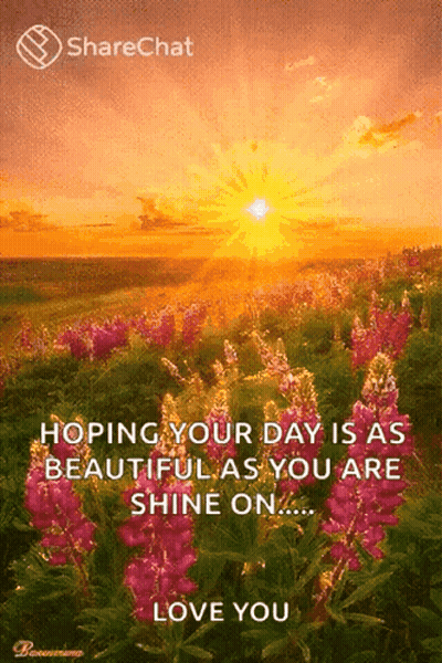 A Sunset Over A Field Of Pink Flowers With A Quote From Sharechat GIF