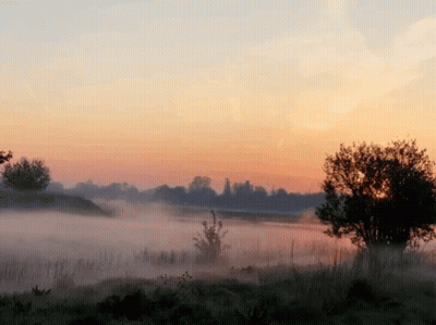 A Sunset Over A Foggy Field With Trees In The Background GIF