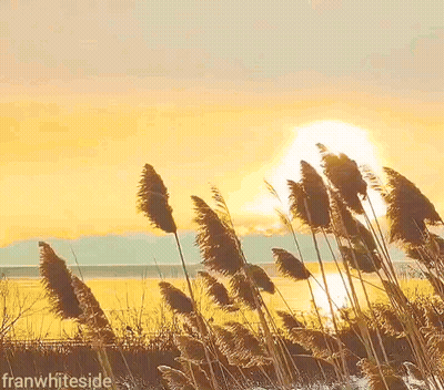 A Sunset With Tall Grass In The Foreground And The Words Good Morning Written In The Background GIF