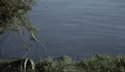 A Swamp Monster Is Crawling Out Of The Water And Looking At The Camera . GIF