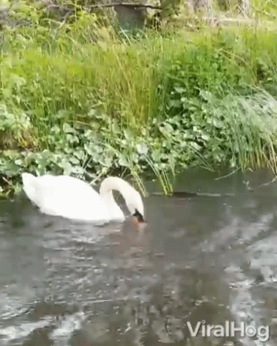 A Swan Is Swimming In A Body Of Water Next To A Grassy Area . GIF