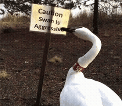 A Swan With A Red Ring Around Its Neck Stands In Front Of A Caution Sign GIF