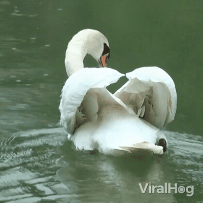 A Swan With Its Wings Outstretched Is Swimming In A Pond With Viralhog Written In The Bottom Right Corner GIF