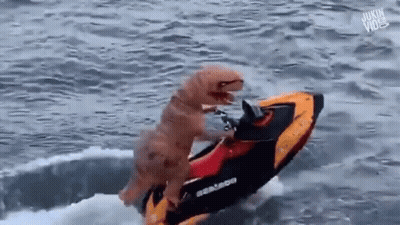 A T-Rex Costume Is Riding A Jet Ski In The Water . GIF