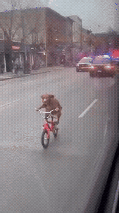 A Teddy Bear Is Riding A Red Bicycle Down The Street GIF