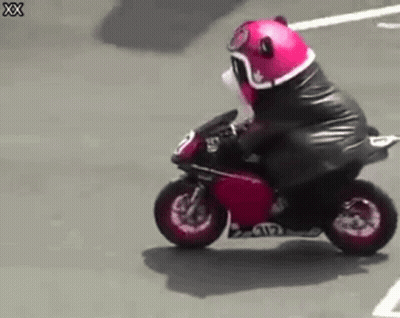 A Teddy Bear Is Riding A Small Motorcycle On A Street . GIF