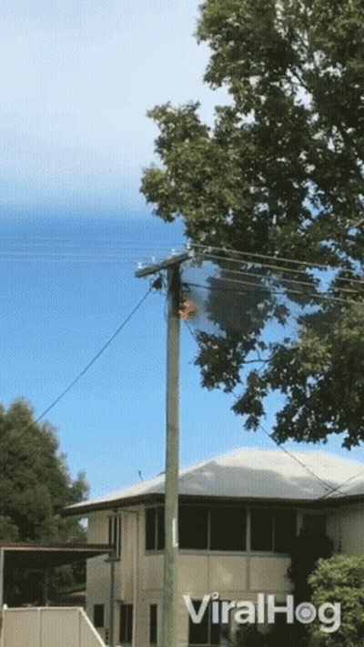 A Telephone Pole With A Tree In The Background And The Words Viralhog On The Bottom Right GIF