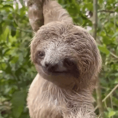 A Three Toed Sloth Is Hanging From A Tree Branch And Looking At The Camera . GIF