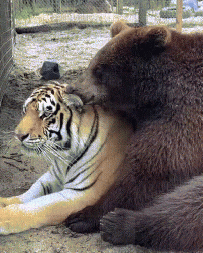 A Tiger And A Bear Are Laying Next To Each Other On The Ground GIF