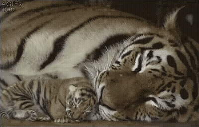 A Tiger And Her Cub Are Laying Next To Each Other On The Floor . GIF