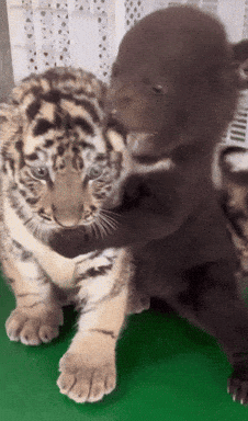 A Tiger Cub And A Bear Cub Are Hugging Each Other GIF