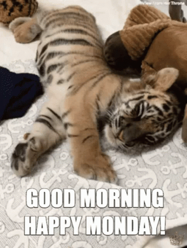 A Tiger Cub Is Laying On A Bed With The Words Good Morning Happy Monday GIF