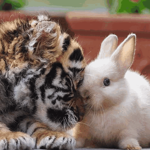 A Tiger Cub Laying Next To A White Bunny GIF