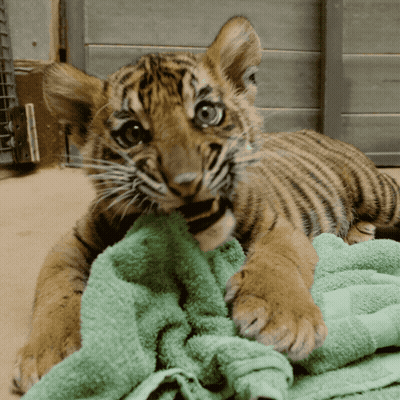 A Tiger Cub Laying On A Green Towel Looking At The Camera GIF