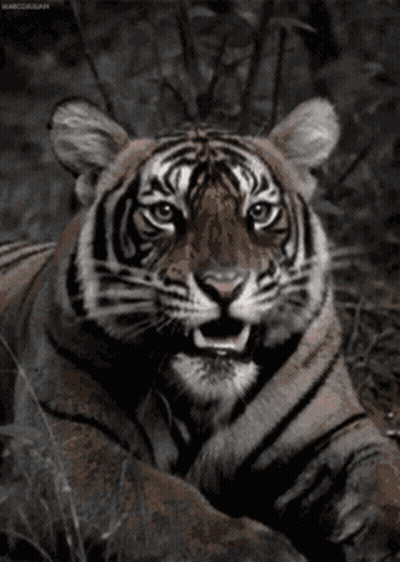 A Tiger Is Laying Down With Its Mouth Open GIF