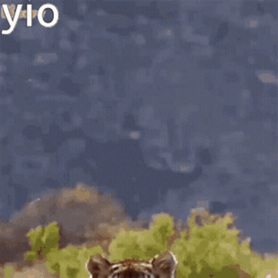 A Tiger Is Running In A Field With The Word Vio Written On The Bottom GIF