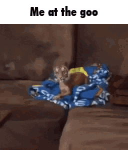 A Tiger Is Sitting On A Couch With A Blue Blanket On It GIF