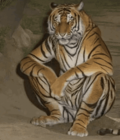 A Tiger Is Squatting Down On The Ground With Its Legs Crossed GIF