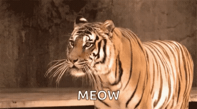 A Tiger Is Standing Next To A Wooden Fence And Looking At The Camera . GIF