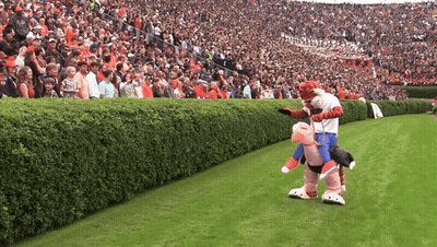 A Tiger Mascot Is Carrying A Pig On His Back In Front Of A Crowd GIF