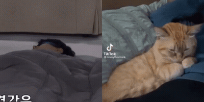 A Tik Tok Video Of A Cat Sleeping Next To A Person Sleeping GIF