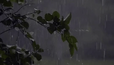 A Tree Branch In The Rain With Leaves Covered In Water Drops . GIF