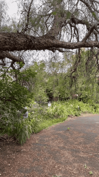 A Tree Branch Is Hanging Over A Road In The Woods GIF